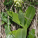 Holunderorchis (Dactylorhiza sambucina). Auffallend krautige Blätter.