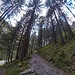 Trail "Abkürzung"