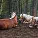 Haflinger in Jenesien - so viele liegende Pferde habe ich bisher nicht gesehen...