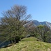Alpe Leciuri