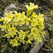 Schlüsselblumenstrauß