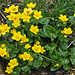 und auch Sumpfdotterblumen