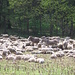 Un gregge di pecore con vari asini ma senza agnelli. 