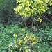 Cytisius scoparius (L.) Link  Fabaceae<br /><br />Ginestra dei carbonai, Scannabecco, Citiso scopario.<br />Cytise à balais.<br />Besenginster.