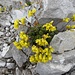 Immergrünes Felsenblümchen (Draba aizoides)