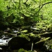 Waldschlucht. 