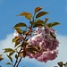 üppige Blütenpracht der Japanischen Kirsche