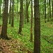 Ein Wald voller Bärlauch am Chluser Roggen. Zum Ernten ist es leider zu spät...