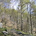 bosco di betulle