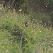 Gartenrotschwanz-Männchen beim Abflug.