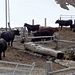 I bovini a Juf aspettano il disgelo per tornare a pascolare liberamente