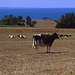 Mucche al pascolo fra Saint-Brieuc e la Valandré