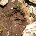 Tracks of a wolf