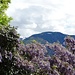 Nach dem langen und harten Winter hält der Frühling allmählich auch in den Tessiner Bergen Einzug.