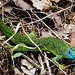 Das Smaragdeidechsenmännchen; ein unglaublich schönes Reptil.