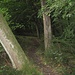 Trittpfad schlängelt sich durch dichten, "verwunschenen" Wald - nahe dem Hügel Hardt (386 m)