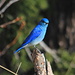 As I said: blue-bird day <br /><br />This is most likely Nevada's state bird: A male Mountain Bluebird (Sialia Currucoides)