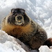 The Sierra Nevada marmots seem to be less afraid of humans than the European ones. This fellow here didn't even make the slightest move when I came by to say hi.