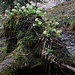 Im Wald zwischen den Alpen Trepsen und Chöpfen.