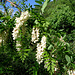 Robinia pseudoacacia L.   Fabaceae<br /><br />Robinia.<br />Robinier faux acacia.<br />Robinie.