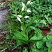 Cephalanthera longifolia (L.) Fritsch   Orchidaceae<br /><br />Cefalantera maggiore.<br />Céphalanthère à longues feuilles.<br />Langblättriges Waldvoegelein.