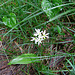 Allium ursinum L.  Amaryllidaceae<br /><br />Aglio orsino.<br />Ali des ours.<br />Bärlauch.