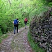 Il bel sentiero selciato e contornato da muri a secco fra l'abbazia dell'Acquafredda e quella di San Benedetto in Val Perlana.