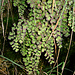 Adiantum capillus-venere L.   Pteridaceae (Polypodiaceae p.p.)<br /><br />Capelvenere comune.<br />Cheveu de Vénus.<br />Venushaar.