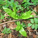 Phyllitis scolopendrium (L.) Newman     Aspleniaceae<br /><br />Scolopendria comune.<br />Langue de cerf.<br />Hirschzunge.<br /><br />