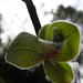 verde peluscetti....