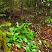 Berg-Flockenblume (centaurea montana)