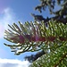 Kleine Glitzerwelt am Tannenbaum