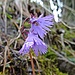 Soldanella - Pionier nach der Schneeschmelze