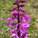 Orchidee 