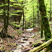 schöner Waldweg