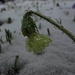 Eis-Schlüsselblume<br /><br />Primula ghiacciata