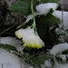 Vereistes Alpenaurikel<br /><br />Primula auricula ghiacciata