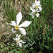 Narcissus x verbanensis (Herb.) M. Roem.   Amaryllidaceae

Narciso del Lago Maggiore.
Narcisse du Lac Majeur.
Langensee- Narzisse.