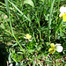 Viola tricolor L.   Violaceae<br /><br />Viola del pensiero.<br />Pensée tricolore.<br />Gewoenhliches Feld-Stiefmütterchen.