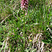 Orchis ustulata L.   Orchicaceae<br /><br />Orchide bruciacchiata.<br />Orchis brulé.<br />Schwärzliches Knabenkraut.