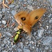 Der Schmetterling (Nagelfleck) flattert um sein Leben. Leider gibt es kein Entrinnen mehr. Der Laufkäfer (Carabus auronitens) hat ihm schon den halben Körper abgetrennt.