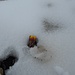 ein tapferes Blümchen kämpft sich durch den Schnee