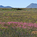 weite Grassteppe