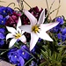 farbig umrahmt, die eleganten Tulpen
