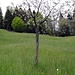 "Zapfenzieher"-Baum, schönes Beispiel von Drehwuchs