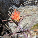 Another beautiful California mountain flower