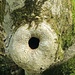Baum-Detail