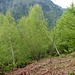 Birken besiedeln als Pioniere die Lücken im Wald, andere Arten kommen auch schon auf