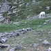 Asinelli al pascolo sopra l'Alpe Madri