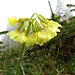 Wald-Schlüsselblume (Primula elatior)